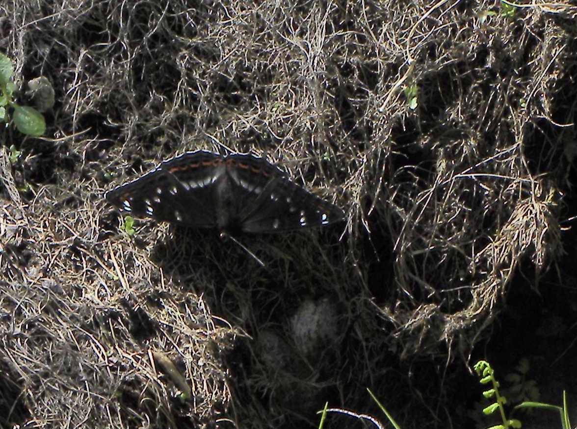 Limenitis populi